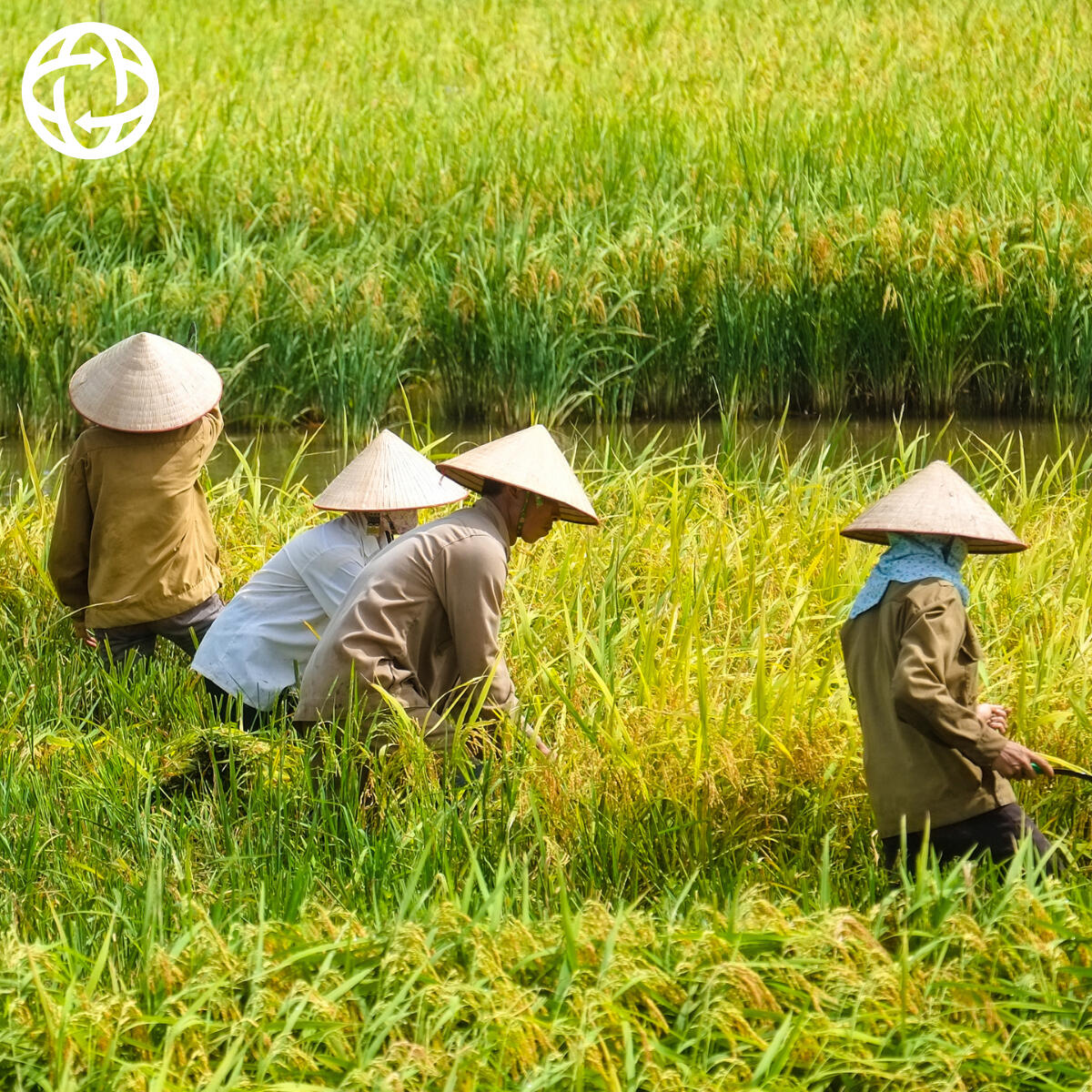 Vietnam SKU - Made Local Trade Global Lokale Vietnamese producten voor export